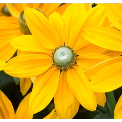 Rudbekia SUNBECKIA OLIVIA c1,5